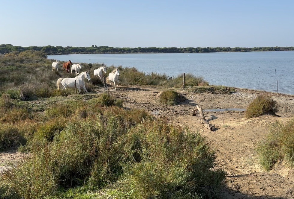 Chevaux blancs seuls au bord d’un étang de Camargue